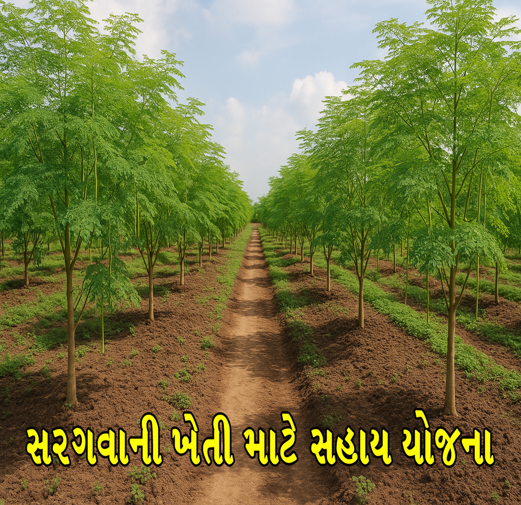 Read more about the article સરગવાની ખેતી માટે સહાય યોજના || Sargava Kheti Sahay Yojana ||